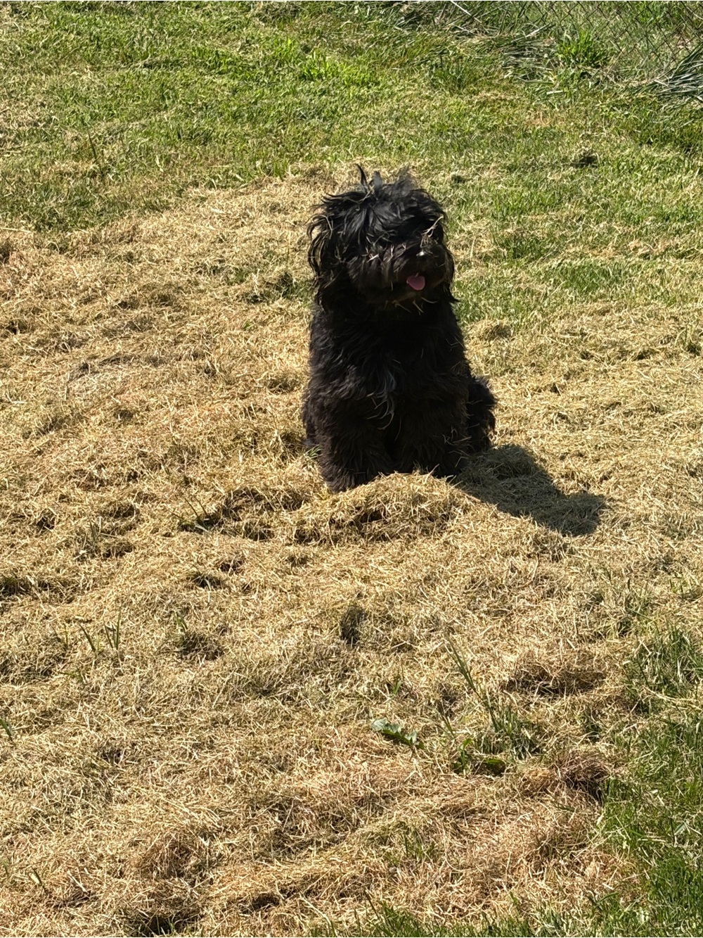 Mystery bundle - Labradoodles Support for Active Dogs - Picture 5 of 5